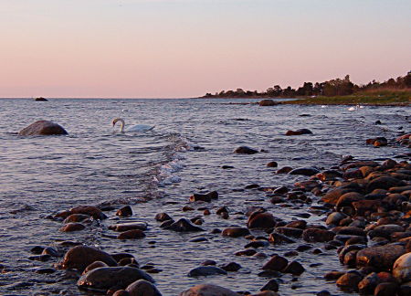 Swans in the sea